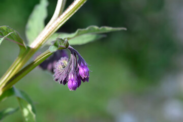 Common comfrey