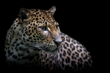 Fototapeta na wymiar Sri Lankan leopard in the jungle
