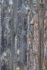 A fragment of an old wooden fence made of pine boards