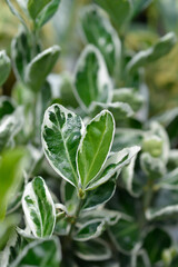 Japanes spindle Kathy