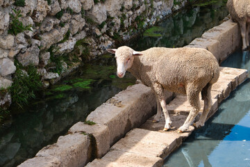 sheep that quenches his thirst in a spring of campo imperatore abruzzo