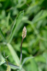 Broad leaved everlasting pea