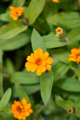 Common zinnia