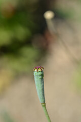 Moroccan poppy