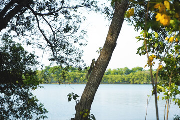 One Squirrel climbing on the tree in the park.