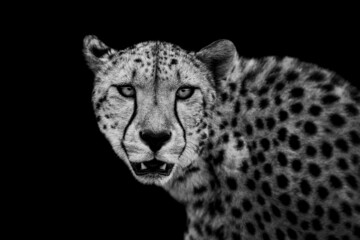 Cheetah with a black background