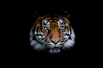 Sumatra tiger with a black background