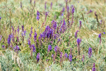 Crimea peninsula. Koktebel. Cape Hameleon. Coastline of the Black sea summer