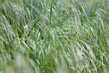 Bromus tectorum, downy brome, drooping brome or cheatgrass selective focus closeup macro grass...