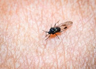 Midge about 1 mm long on human skin