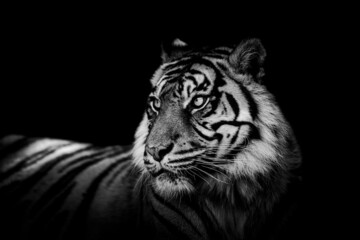 Sumatra tiger with a black background