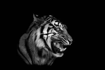 Abwaschbare Fototapete Schwarz Sumatra-Tiger mit schwarzem Hintergrund