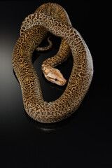 snake on a black background. Carpet python. Animal in the studio