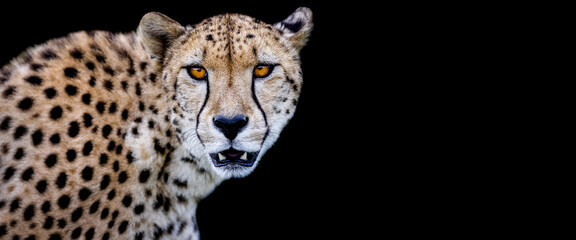 Template of a cheetah with a black background © AB Photography