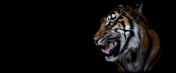 Draagtas Template of a tiger with a black background © AB Photography