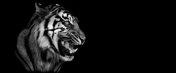 Foto op Canvas Template of a tiger with a black background © AB Photography
