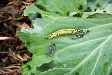 Caterpillars devour green cabbage leaves. Many yellow worms on cabbage close-up.