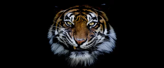 Schilderijen op glas Sjabloon van een tijger met een zwarte achtergrond © AB Photography