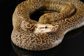 snake on a black background. Carpet python. Animal in the studio