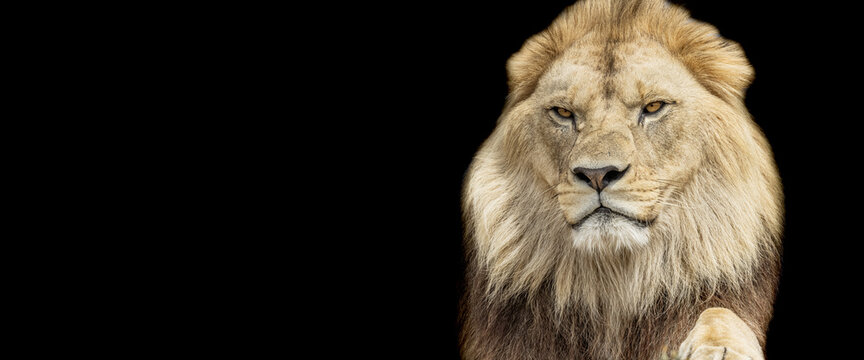 Template of a lion with a black background Stock Photo | Adobe Stock
