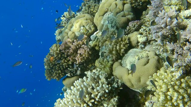 VERTICAL VIDEO: Colorful tropical fishes swimming above top of beautiful coral reef. Arabian Chromis (Chromis flavaxilla). Camera moving forwards approaching a coral reef in sunlight
