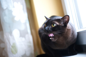 Angry black cat with green eyes on window sill