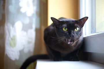 Angry black cat with green eyes on window sill