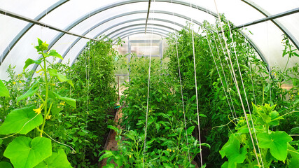 Greenhouse. Tomato bushes in the greenhouse are tied with ropes. Vegetable beds in the vegetable garden.