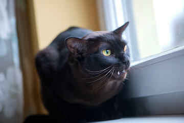 Angry black cat with green eyes on window sill