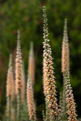 Flower stems of Digitalis ferruginea 'Gigantea' in summer in a garden © Chris Lawrence