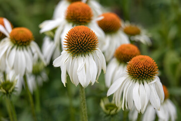 Close up of the flowers of Echinacea purpurea 'White Swan' in summer