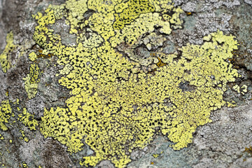 Close up green lichen on the rock. Natural background