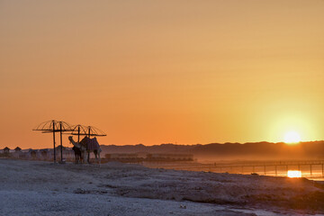 Fototapeta na wymiar Camels on a wild beach in golden sun light