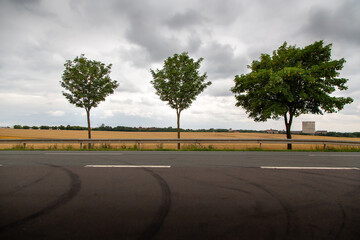 Bäume an einer Bundesstaße in der Magdeburger Börde, bei Wanzleben, Sachsen-Anhalt, Deutschland,...