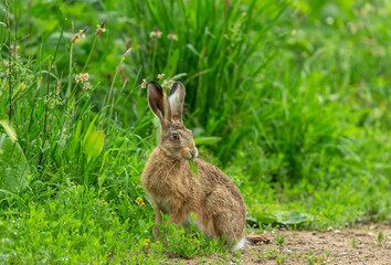 Wild Brown Hare, Scientific name: Lepus Europaeus, sat in natural farmland habitat  eating grass with raindrops on the lush green vegetation.  Facing right. Close up. Horizontal.  Space for copy.