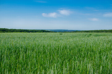 A field of green wheat under a blue sky in clear weather. Stock Images