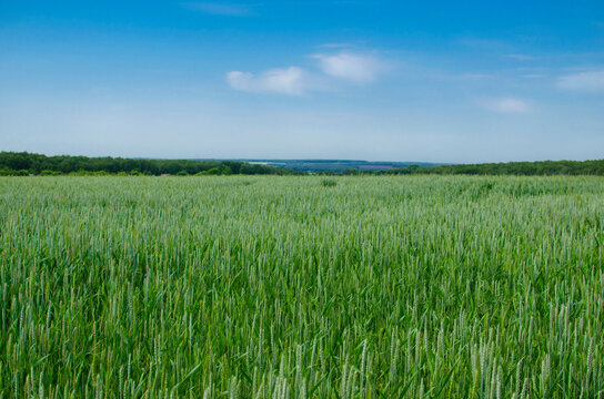 A field of green wheat under a blue sky in clear weather. Stock Images