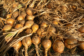 closeup of yellow onions freshly harvested and drying