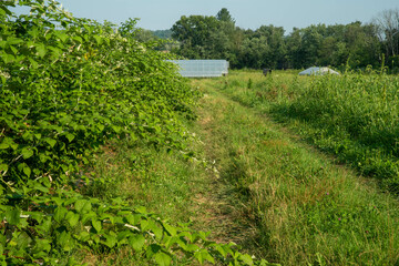 Green grass path to greenhouse on idyllic vegetable farm.