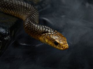 Drymarchon on the background of cameos, fog. snake art 