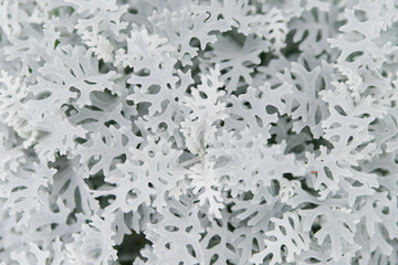 Beautiful silver Cineraria in the garden close-up.Natural background and texture.