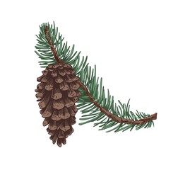 Pine tree branch with evergreen needles and cone. Coniferous twig with pinecone. Realistic botanical vintage drawing of conifer sprig. Hand-drawn vector illustration isolated on white background