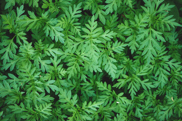 Natural background of green leaves with vintage filter