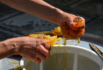 woman, slim tanned girl, beekeeping work collecting honey. the worker's hands are covered with a...