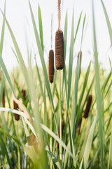 Cattail on the shore of the pond. Lake with reeds. 