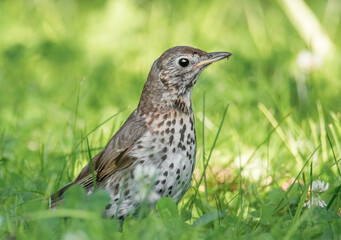 Singdrossel auf der Wiese