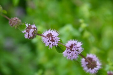 ペニーロイヤルミント（薬草ハーブ）