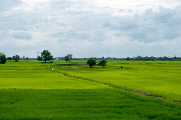 beautiful green rice fields rice cultivation in Thailand