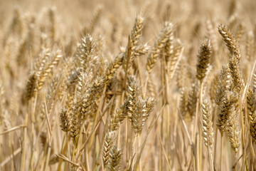 Grain landscape, Flevoland Province, The Netherlands