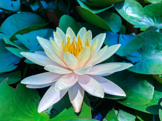 Lotus flower (Lotus or Nelumbo)
